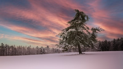 日落时，树被雪覆盖